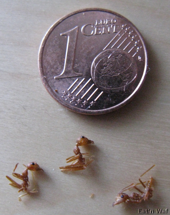 Fourmis au curry vert