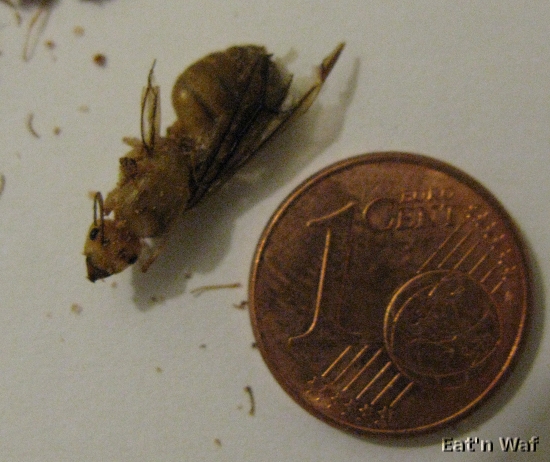 Fourmis au curry vert