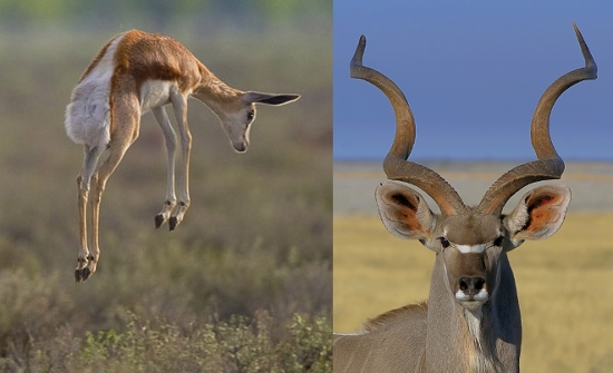 Springbok (1) et Koudou (2)