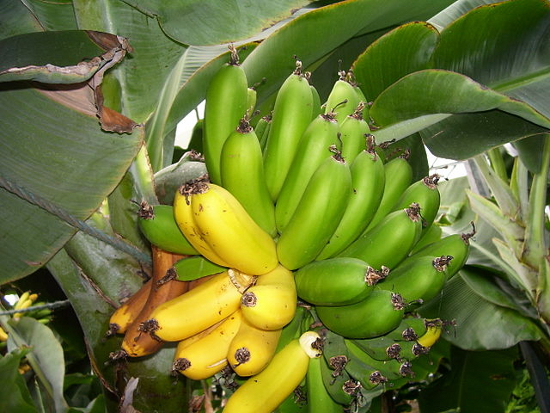 Véritables bananes islandaises (1)